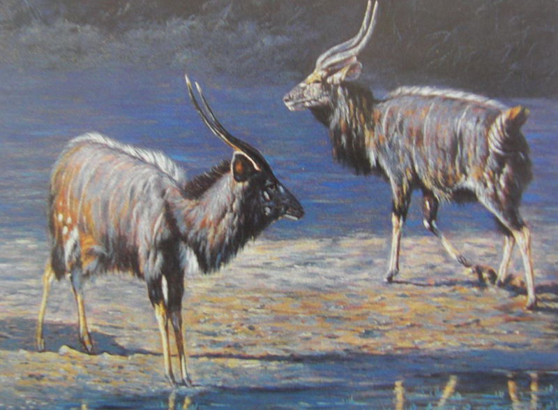 Animal Oil Painting